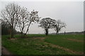 Trees by a ditch next to Common Lane