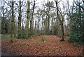TG1841 : Beacon Hill Wood by N Chadwick
