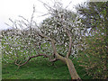 TL9409 : Fallen blossom, near Prentice Hall Farm, Tollesbury  by Roger Jones