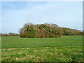 Old chalk pit near Armsworth Lane