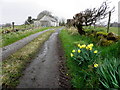 Daffodils along a country lane, Drumlegagh