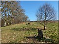 Pappert Well Community Woodland