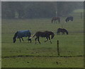 Horses near Blaby Mill