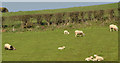 Sheep and lambs near Comber