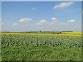 Fields of oilseed rape