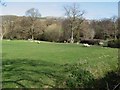 Sheep pasture in the nant