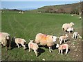 Pasture with lambs