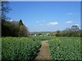 Footpath at Charing Heath