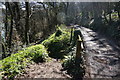 Track in Passage Wood