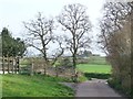 Trees on the bend, Langation Lane