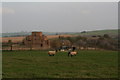 Lamb racing in field opposite Greetham Lodge