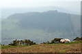 SO0230 : sheep grazing near summit of Pen-y-crug by Trevor Littlewood