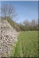 Blackthorn Near Mill Lane