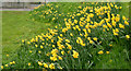 Daffodils, Annadale, Belfast - April 2014 (2)