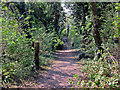 Path in the Berengrave Nature Reserve