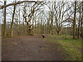 Path through woodland in the Habberley Valley