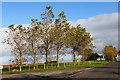 A stand of trees off the road to Sessionfield, Ayr