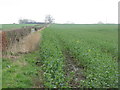 Oil-seed Rape near Wester Gellet