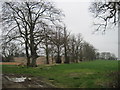 The  footpath  to  Bilbrough  follows  the  trees