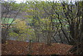 Fish pond through the trees