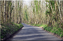 TQ6338 : Dundale Road through Dundale wood by Julian P Guffogg