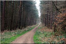 SK5457 : Footpath through Thieves' Wood by Graham Hogg