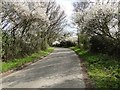 Road through flowering blackthorn