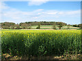 TG2634 : Oilseed rape crop by Warren Farm by Evelyn Simak