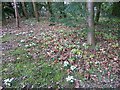 Snowdrops in Leighton churchyard