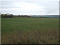 Farmland beside Gainsborough Road