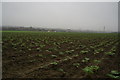 Rhubarb Field alongside the M62