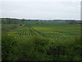 Oilseed rape crop 