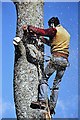 A tree surgeon at work