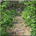 Bluebell Steps, Grove House Wood, Stanford-le-Hope