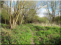 Near the river in Grove House Wood, Stanford-le-Hope