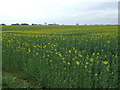 Oilseed rape crop, Cold Harbour Farm