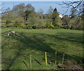 Sheep and pasture along Nottingham Road