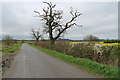 Trees on Denton Lane