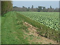 Cabbages And Footpath