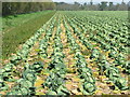 Cabbage Field