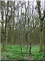 Woodland near Lodge Farm