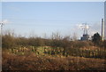 Scrubland, West Tilbury Marshes