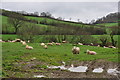 Taunton Deane District : Sheep Grazing