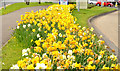 J4079 : Daffodils, Holywood (April 2014) by Albert Bridge