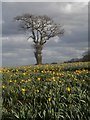 Cennin Pedr / Daffodils