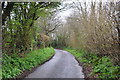 Taunton Deane District : Country Lane