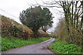 Taunton Deane District : Country Lane