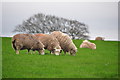 Taunton Deane District : Sheep Grazing