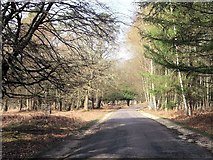 SU2407 : Bolderwood Ornamental Drive by John Firth