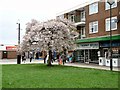 SJ9392 : Cherry Blossom at Woodley by Gerald England